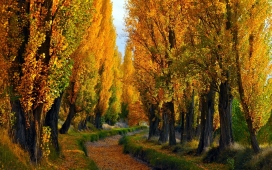 高清晰秋季森林路