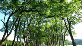 高清晰绿色树林美景