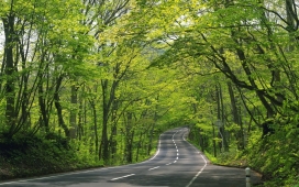 阳光明媚的绿色森林树林道路
