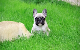 高清晰绿色草坪中的法国斗牛犬壁纸下载