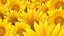 高清晰向日葵黄花壁纸