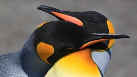 高清晰海洋企鹅鸟