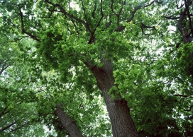 高清晰绿色森林树木壁纸