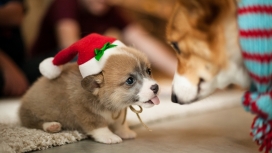 戴帽子的圣诞狗
