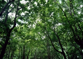 高清晰墨绿森林树木壁纸