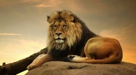高清晰趴着石头上的雄狮