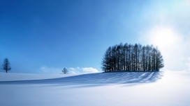 高清晰蓝色冬季树