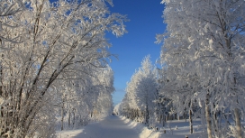 雪树路