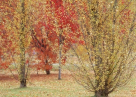 高清晰秋季红树林壁纸