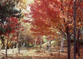 高清晰秋季落叶林壁纸