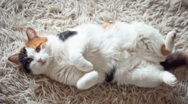 躺在地毯上的三色猫