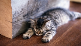 高清晰趴在地板上的小灰猫宠物壁纸下载