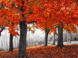 高清晰红色秋季森林壁纸