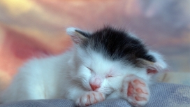 在睡觉的可爱小懒猫幼崽