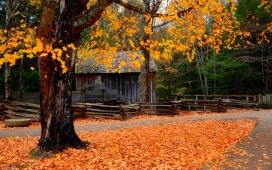 高清晰秋季树林落叶壁纸