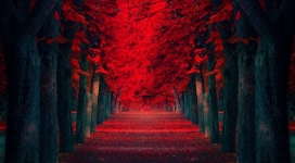 高清晰梦幻般的红色树林路