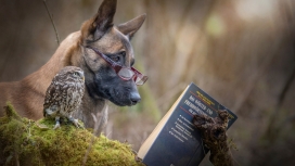 戴眼镜看书的狗与猫头鹰