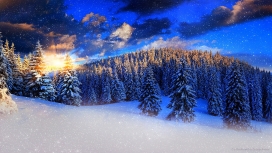 蓝色的冬季树林美景