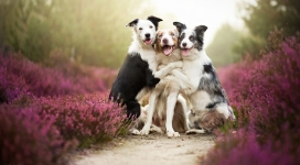 拥抱在一起的三只狗