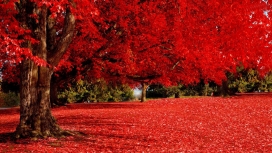 秋季红树林美景