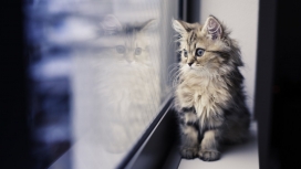 站在窗外的花猫