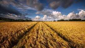 乌云下的金色小麦场