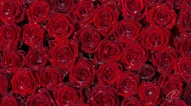 排列整齐的红色玫瑰花瓣壁纸