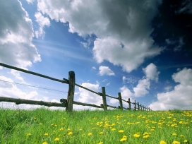 天空木质围栏旁的绿草黄花壁纸