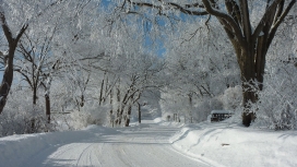雪树路