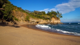 哥斯达黎加海崖树