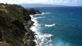 令人惊叹的海洋植物崖