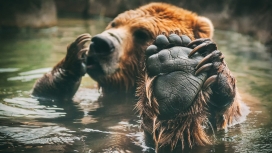 洗澡的棕熊