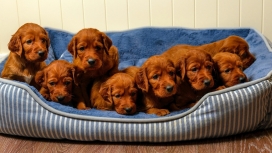 睡在睡袋里的八只可爱褐色小狗