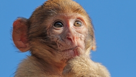 高清晰猕猴幼崽壁纸