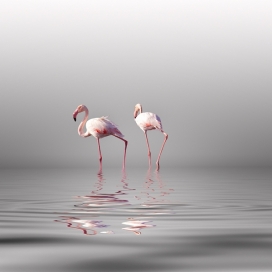 Flamingo dancing-鹤的弗拉明戈舞