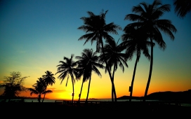 夕阳下的棕榈树壁纸