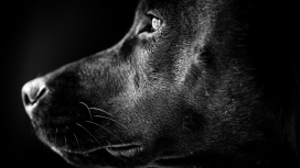 “黑狼”-高清晰加拿大Labrador拉布拉多名犬宠物壁纸下载