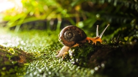在绿草如茵上爬行的小蜗牛