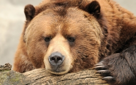 美丽的大棕熊
