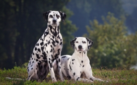 高清晰黑白斑点犬Dalmatian壁纸下载