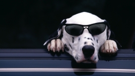 高清晰戴墨镜的黑白斑点犬Dalmatian壁纸下载