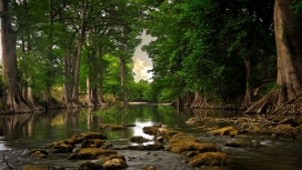 美丽的绿色树岩河