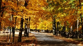 金色的深秋树林路壁纸