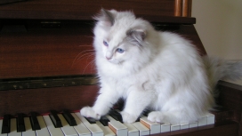 弹钢琴的白猫壁纸
