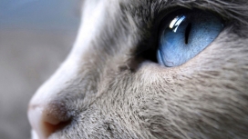 令人难以置信的暹罗猫蓝色眼睛特写壁纸