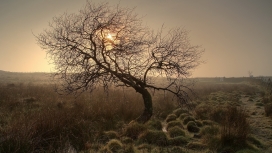 日落下的孤树
