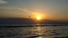 神奇的日落海洋鸟类