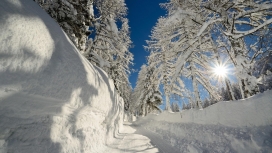 高清晰冬季雪树美景壁纸