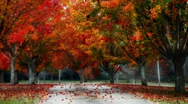 高清晰秋季公园路壁纸