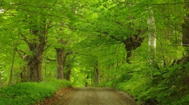 高清晰绿色森林路壁纸